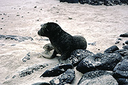 Seehundbaby auf Galapagos