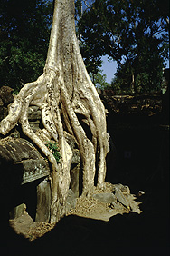 Angkor: Ta Prohm