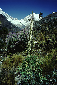 Bromelie vor dem Huascarán