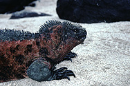 Meer-Leguan auf Galapagos